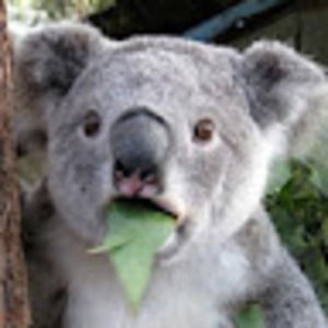 Meet your Posher, Dizzy